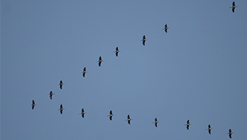 Observez la migration des oiseaux